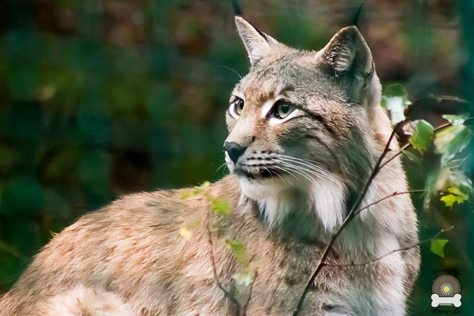 Der Luchs ist zurück im Harz!