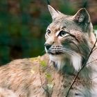 Der Luchs ist zurück im Harz!