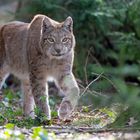 Der Luchs (Lynx)