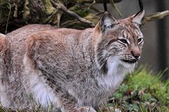 Der Luchs - Lynx lynx / Tierpark Lange Erlen Kanton Basel Stadt