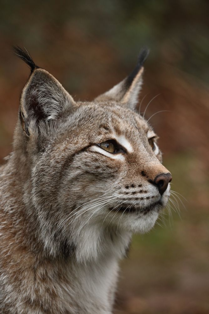 Der Luchs mein Lieblingstier