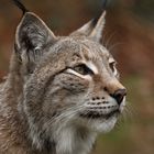 Der Luchs mein Lieblingstier