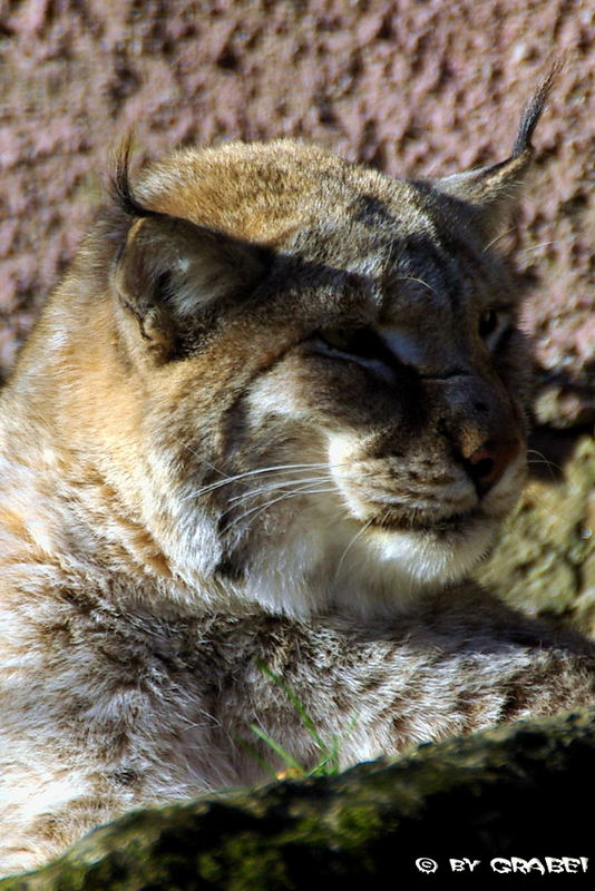 Der Luchs mit Sonne im Nacken