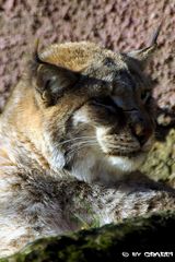 Der Luchs mit Sonne im Nacken