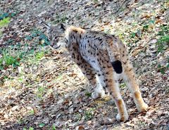 Der Luchs, neugierig schaut er ob die Fotografen sich nicht an seinem Frühstück vergreifen.....