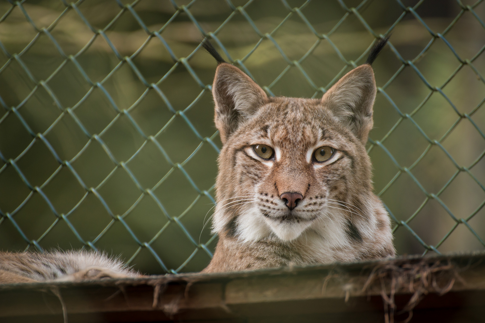 Der Luchs spitzt die Ohren