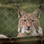 Der Luchs spitzt die Ohren