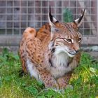 Der Luchs vom Hofer Zoo