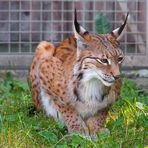 Der Luchs vom Hofer Zoo