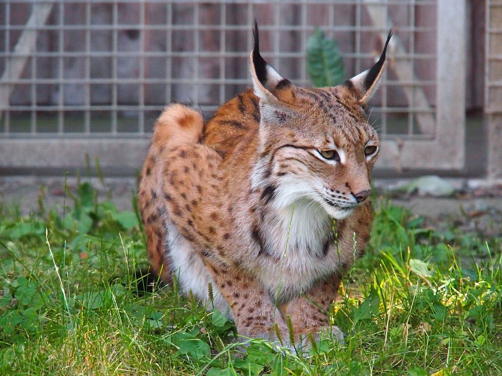 Der Luchs vom Hofer Zoo