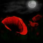 Der lunare Mohn