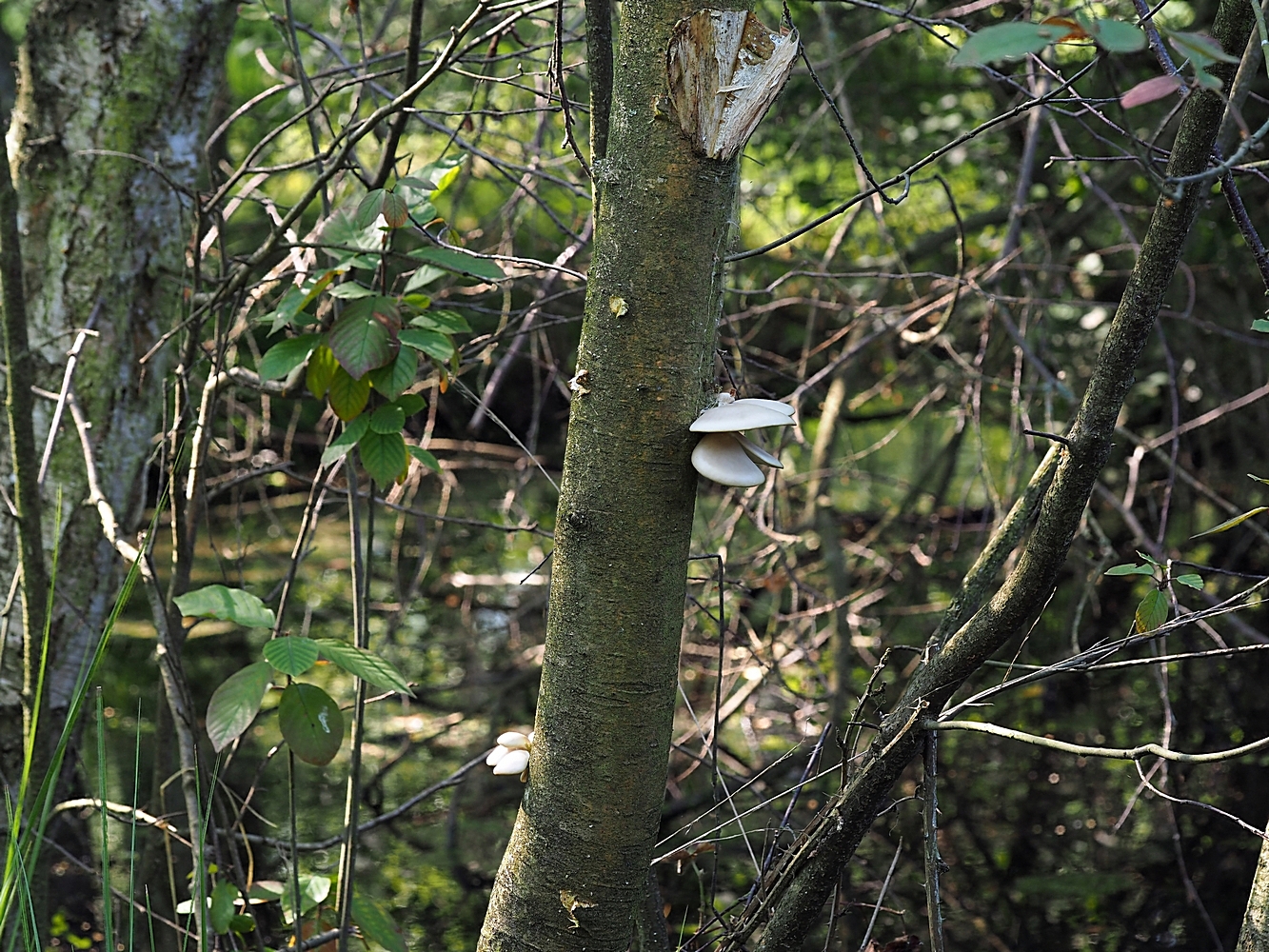 Der Lungen-Seitling (Pleurotus pulmonarius) – ein seltener Sommerpilz