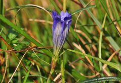 Der Lungenenzian (Gentiana pneumonanthe)