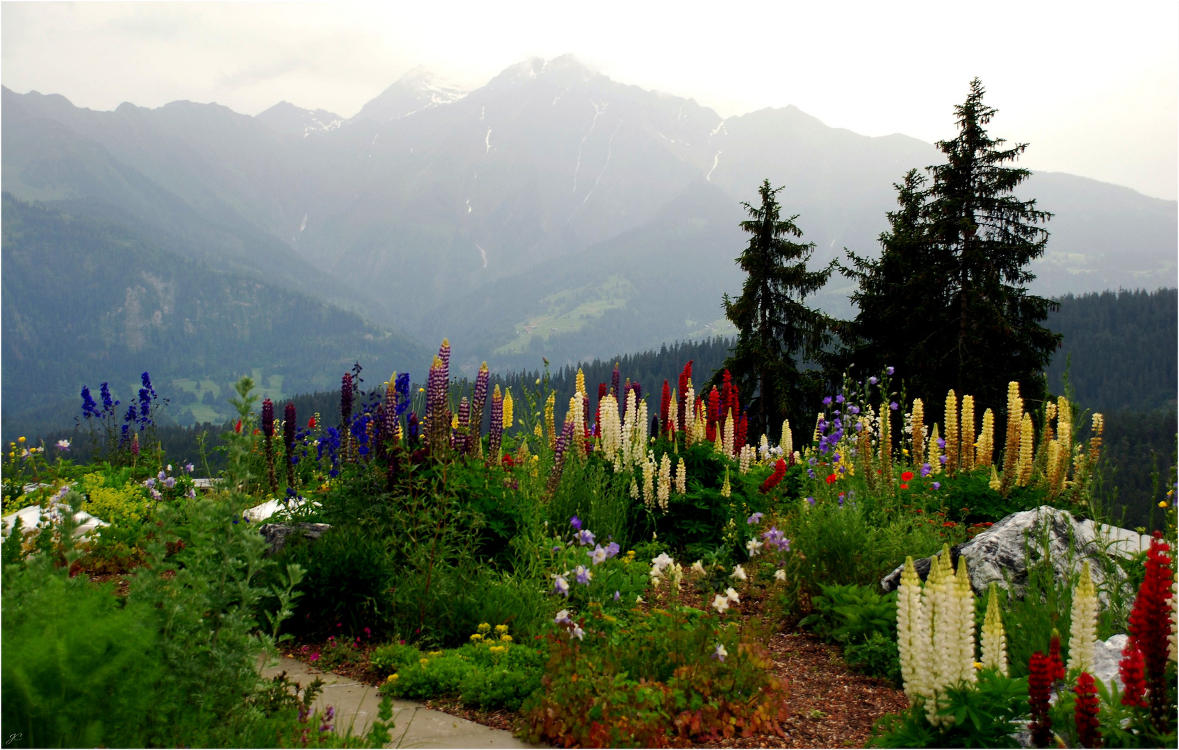 Der Lupinengarten...