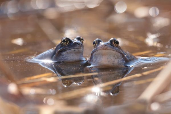 Der Lurch des Jahres 2025
