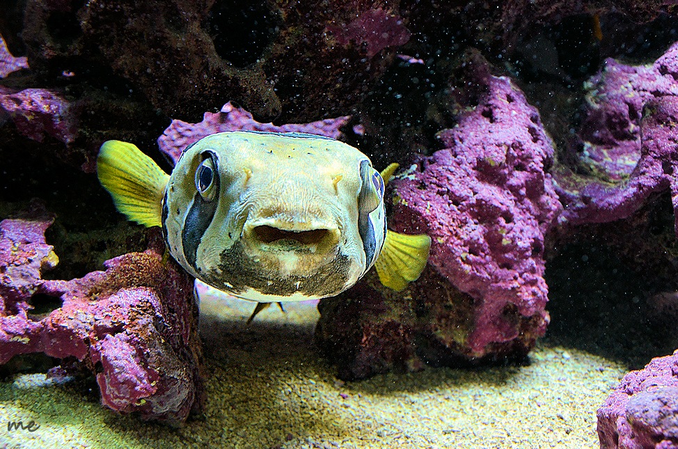 Der lustige Kerl hat mich begeistert, Maskenigelfisch