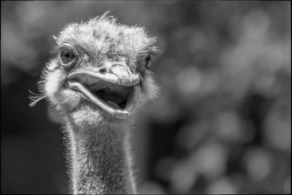 Der lustige Strauß Foto & Bild tiere, zoo, wildpark & falknerei