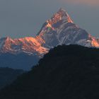 der Machapuchare im Morgenlicht