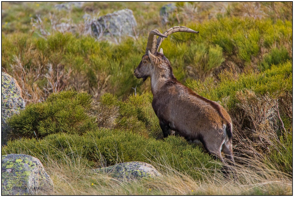 Der Macho der Sierra de Gredos