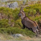 Der Macho der Sierra de Gredos