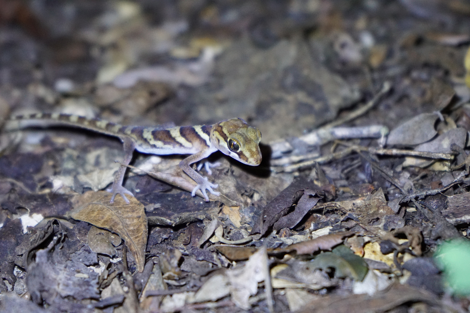 Der  Madagaskar-Großkopfgecko