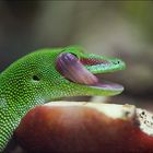 Der Madagaskar Taggecko