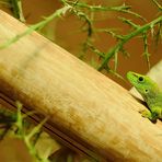 Der Madagaskar-Taggecko, gesehen im Reptilium in Landau.