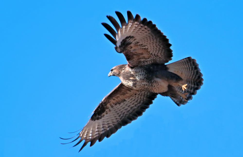 DER MÄCHTIGE BUSSARD