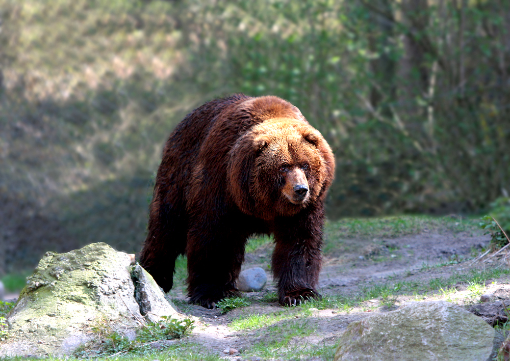 Der mächtige Grizzlybär