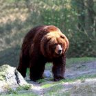 Der mächtige Grizzlybär