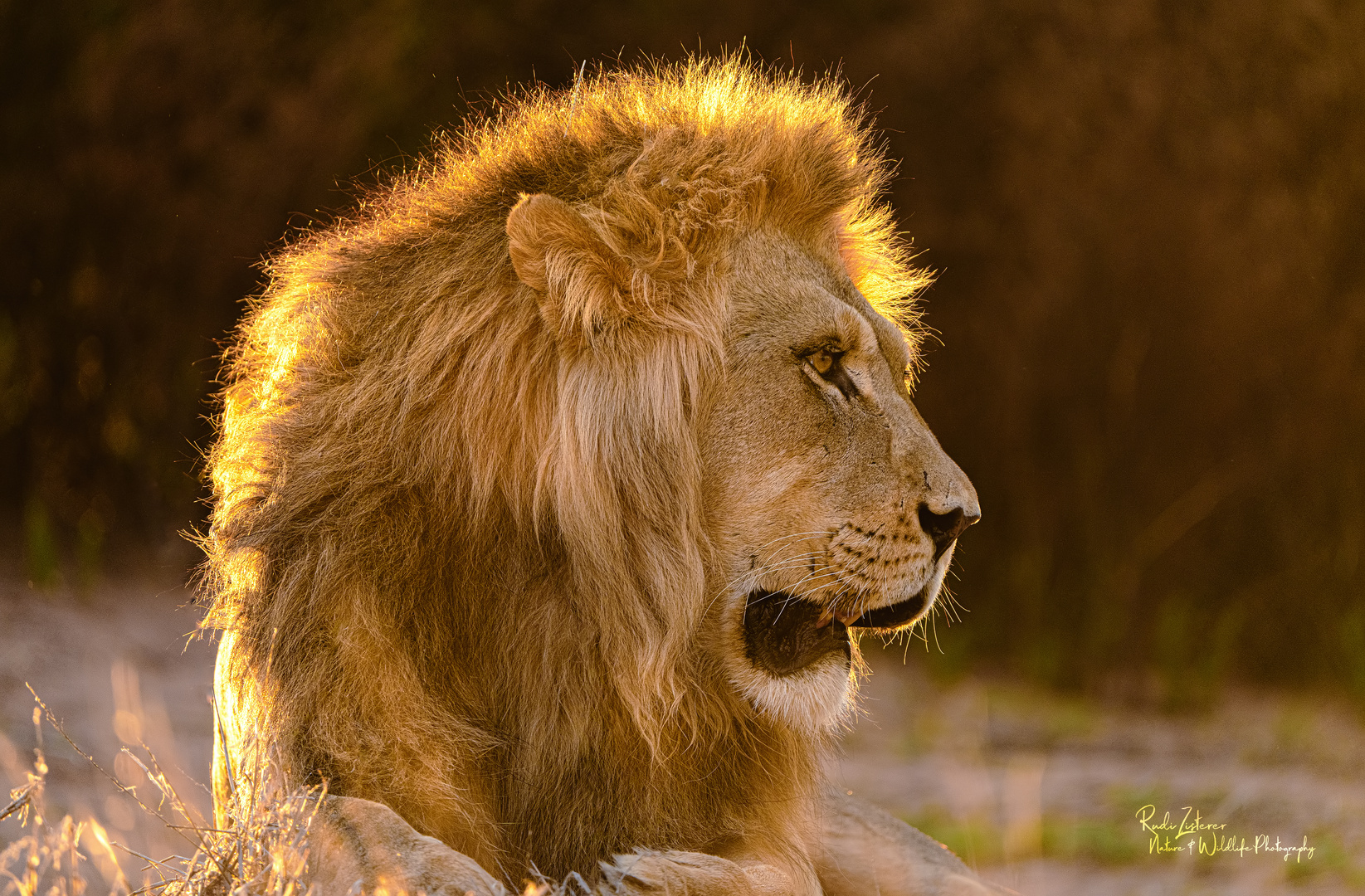 Der mächtige König im Abendlicht.