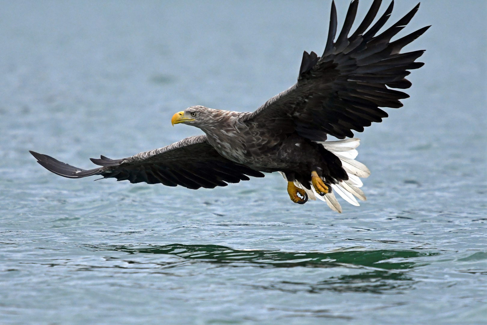 Der mächtige Seeadler