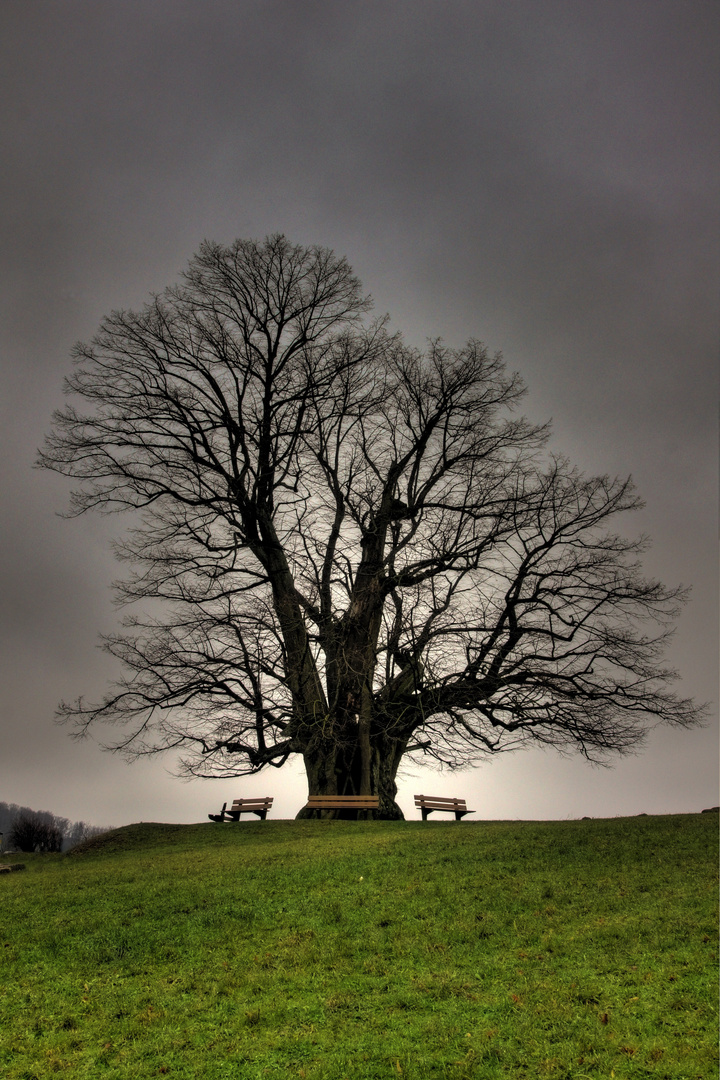 Der mächtigste Baum der Schweiz