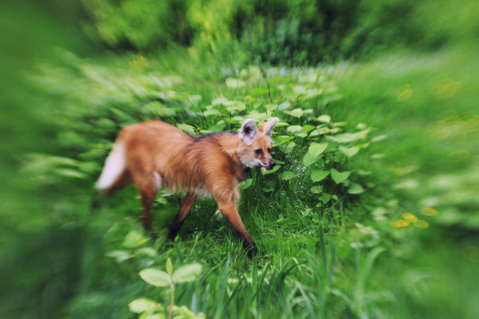 Der Mähnenwolf