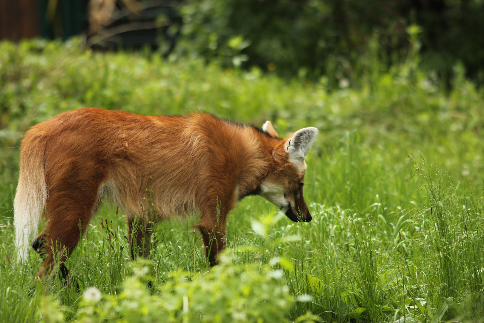 der Mähnenwolf