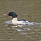 Der männliche Gänsesäger (Mergus merganser) . . .