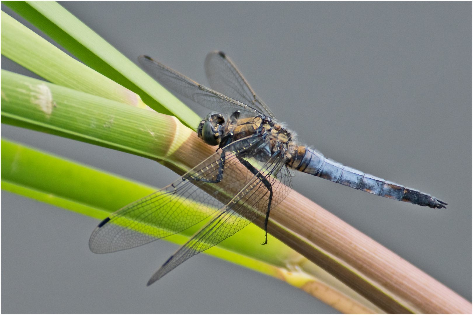 Der männliche Große Blaupfeil (Orthetrum cancellatum) . . .