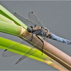 Der männliche Große Blaupfeil (Orthetrum cancellatum) . . .