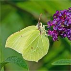 Der männliche Zitronenfalter (Gonepteryx rhamni) hat . . .