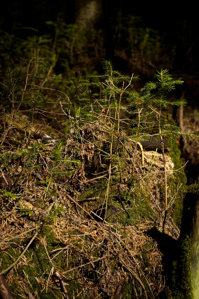 Der Märchenwald im Erzgebirge