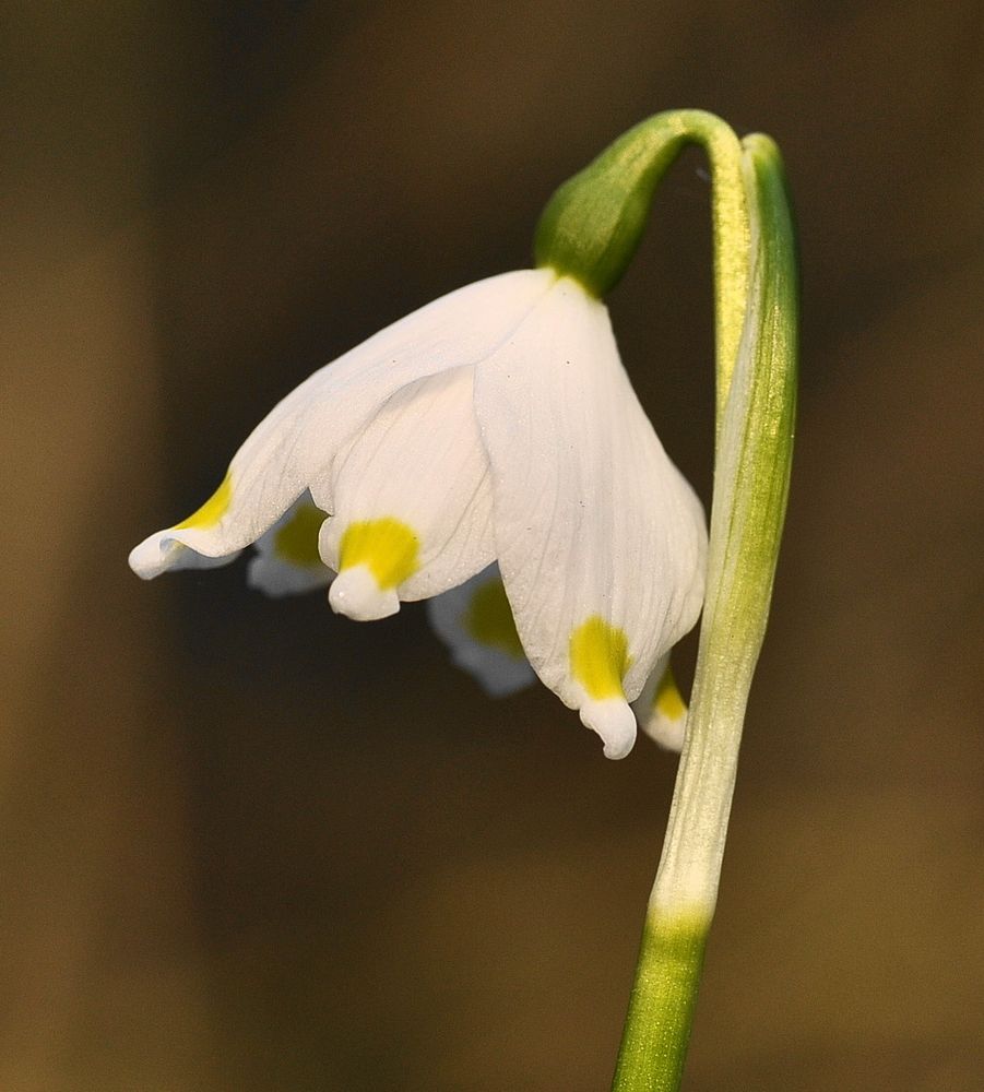 Der Märzenbecher (Leucojum vernum)