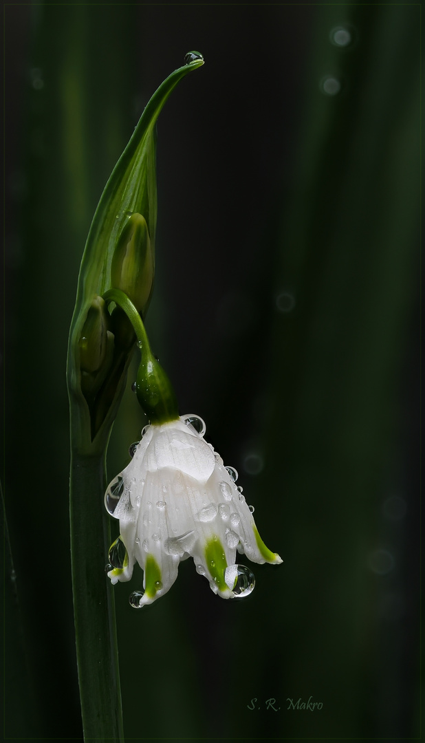 Der Märzenbecher (Leucojum vernum)