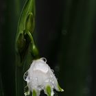 Der Märzenbecher (Leucojum vernum)