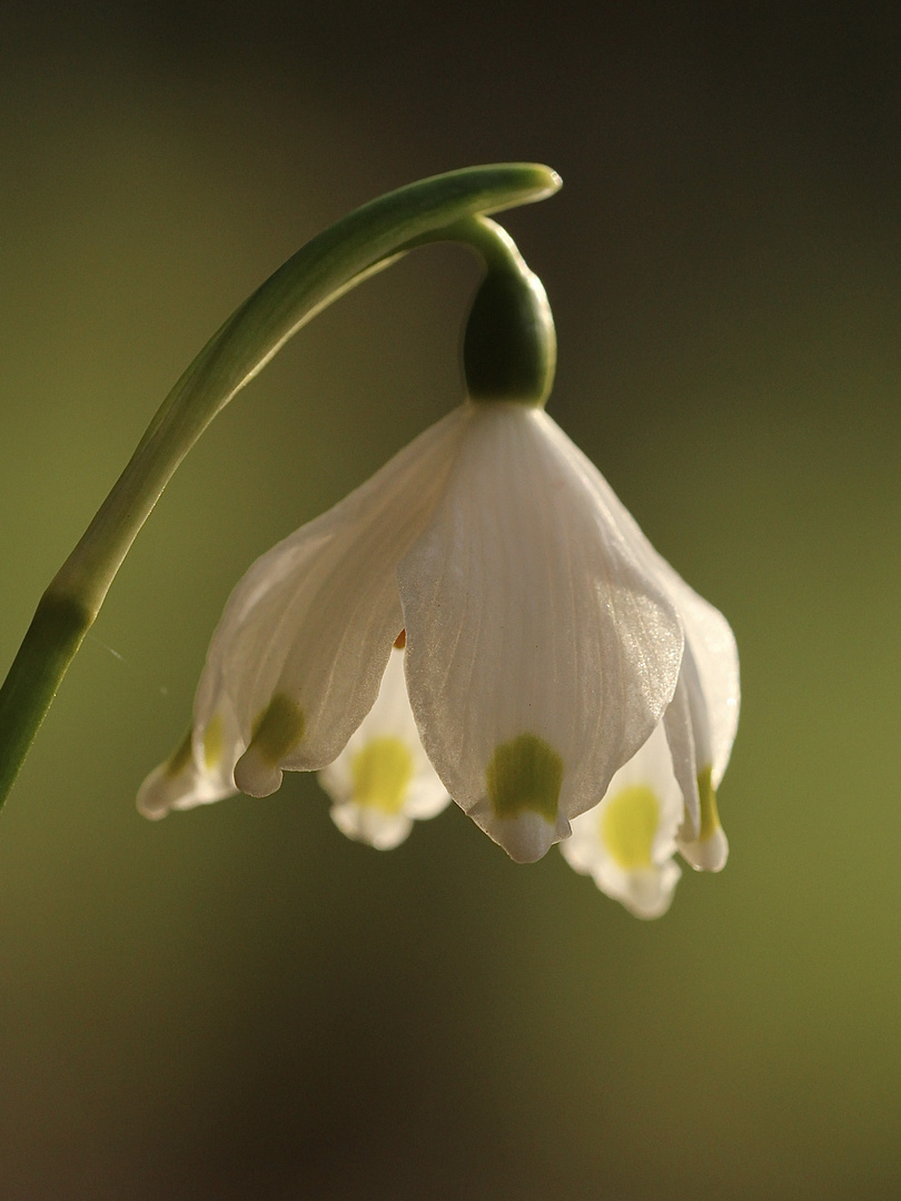 Der Märzenbecher (Leucojum vernum), Höhepunkt der heutigen Wanderung!