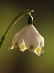 Der Märzenbecher (Leucojum vernum), Höhepunkt der heutigen Wanderung!