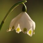 Der Märzenbecher (Leucojum vernum), Höhepunkt der heutigen Wanderung!