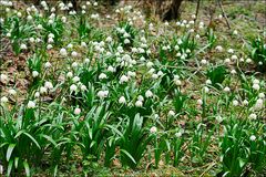 Der Märzenbecherwald