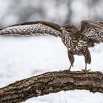 Der Mäusebussard...