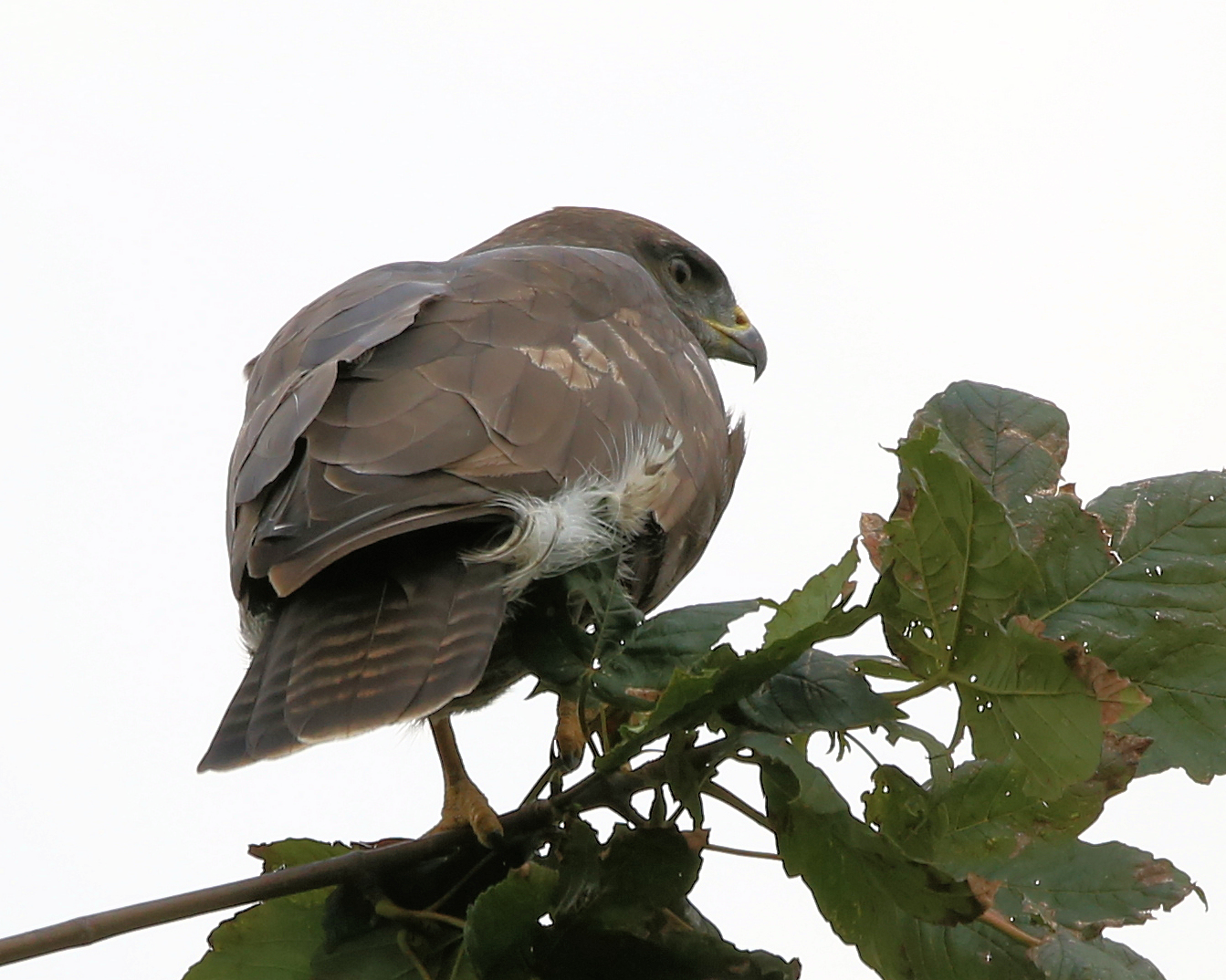 Der Mäusebussard