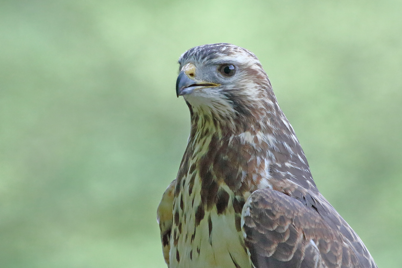 Der Mäusebussard